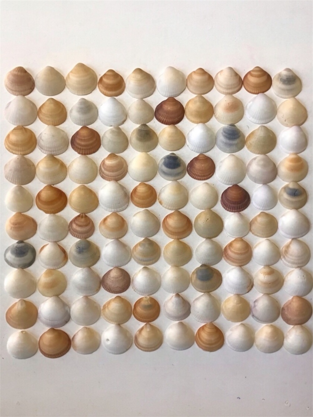 Seashells 100 Bittersweet Clam Shells 1” to 1-1/4” Natural Beach Art Craft Decor